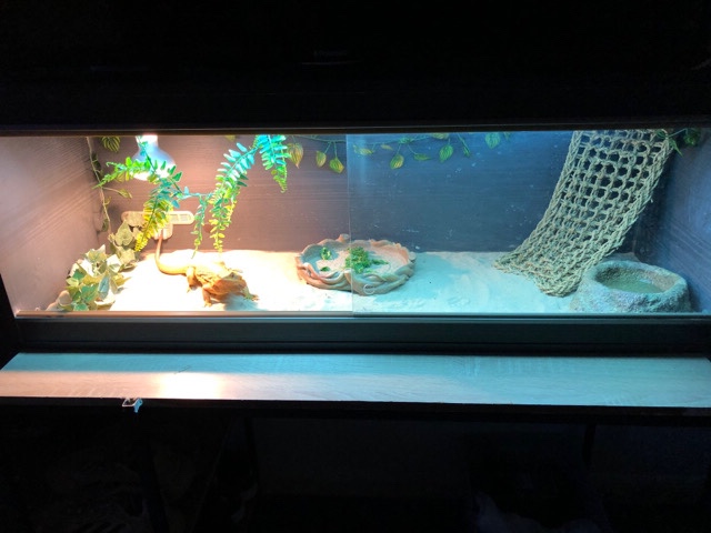 Any – bearded dragon orange translucent