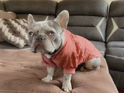 French Bulldog – Lola The Frenchie – Antioch