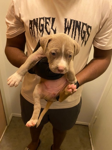 pit bull puppies