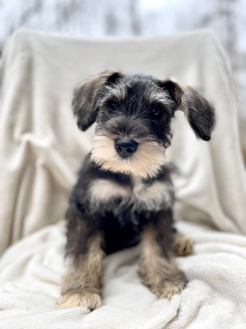 Miniature Schnauzer – Miniature schnauzer