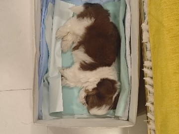 Shih Tzu – rehome for mango – Pune