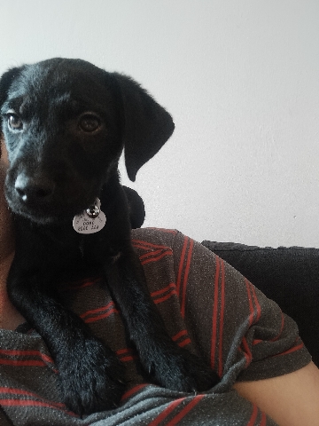 Patterdale Terrier – URGENT  patterdale terrier cross bedlington pup