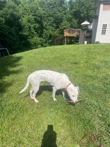 American Bulldog – Blanco likes to play