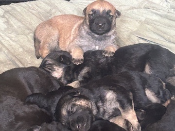 Cane Corso – puppies cane corso mix German shepherd – San Bernardino