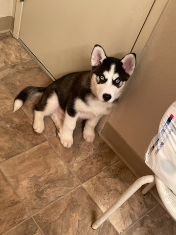 Siberian Husky – Husky