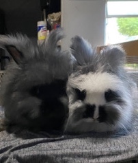 english angora