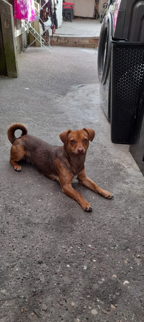 Maltese – 🐕 For sale
