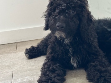Goldendoodle – MINI GOLDENDOODLE MALE – Miami