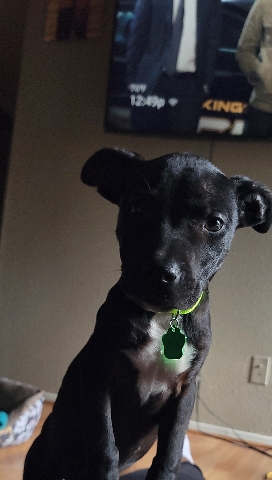 3 month old Pitt and staffordshire girl