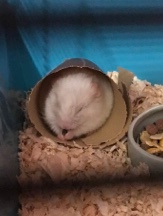 hamster – hamsters