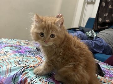 Persian (Modern) – Pure Persian Female Kitten – Navi Mumbai