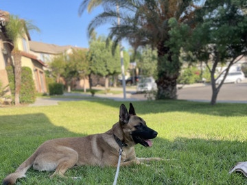 German Shepherd – ACE