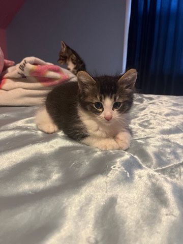 British Semi-longhair – Female Kitten