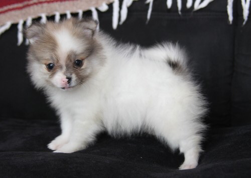 Pomeranian – teacup Pomeranian puppies