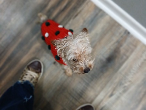 Yorkshire Terrier – Yorkie Poo – Albany