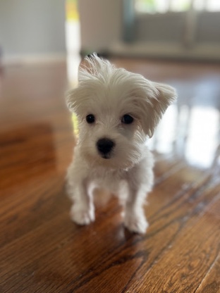 Maltese – Maltese & things $1700