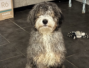 Mixed Breed – registered with the ICA Bernadoodle – Kilgore