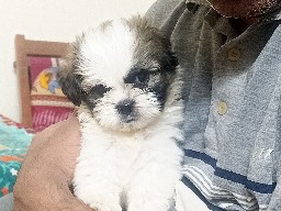 Shih Tzu - Shih Tzu male puppy  available for adoption in Bengaluru