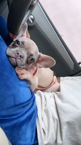 French Bulldog – Female Frenchie for sell