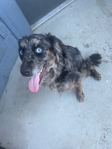 Poodle – Aussie Doodle