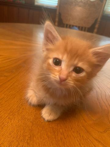 Meet Ace :)