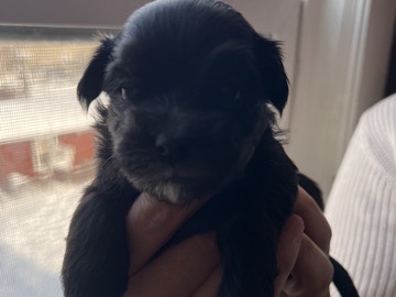 Mal-Shi – Malshipoo’s – Fall River