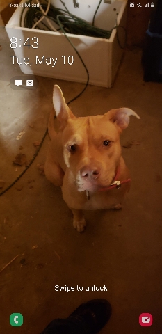 American Pit Bull Terrier – Blue Fawn Terrier
