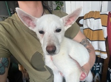 Siberian Husky – Pups need homes asap
