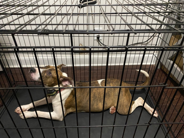 American Pit Bull Terrier – Pit/Terrier Mix