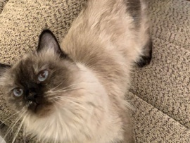 قطوة ام معها خمس عيال كتن 