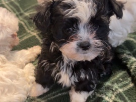 Maltipoo – Malshipoo Puppy Ready Now 🐶💕 Fort Lauderdale – Lauderhill