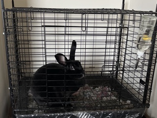 Rex – Bunny rex – Mount Pleasant