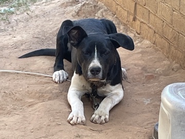 Pit Bull – Need a new home
