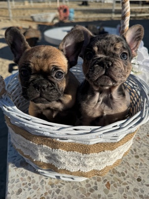 French Bulldog – Frenchie ‘s