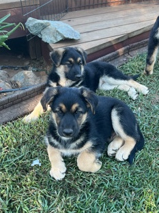 German Shepherd – German Shepherd Mixed Puppies
