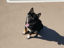 Shiba Inu – Dog for sale – Buffalo