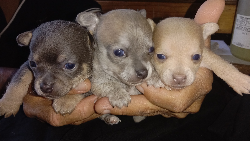 Chihuahua – Tiny Chihuahua's for sale