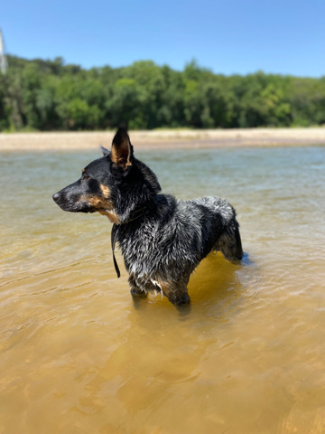 Australian Cattle Dog – Blue Heeler/German Shepherd mix