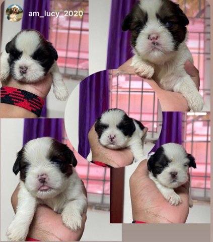 Shih Tzu – 45 days shihtzu puppies available