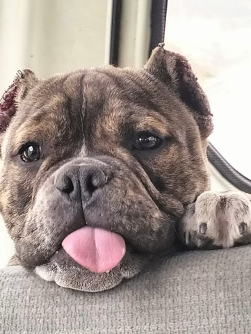 American Bulldog – English bulldog