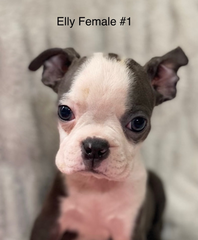 Boston Terrier – AKC Boston Terrier
