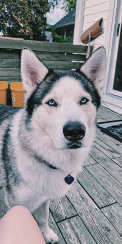 Alaskan Malamute – malamute husky