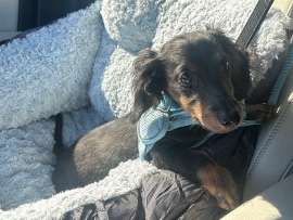 Dachshund – Rehome/ sell a cuddly dachshund male puppy – Pembroke Pines