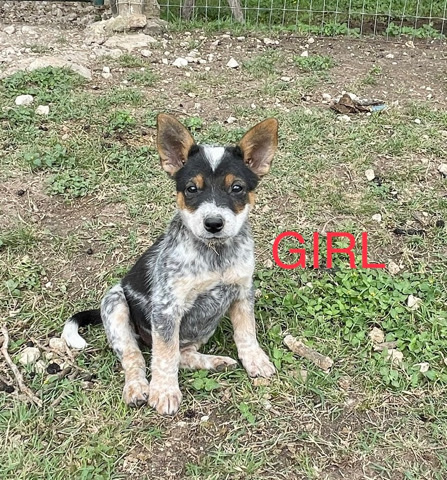 Australian Cattle Dog – Blue Heeer Puppies
