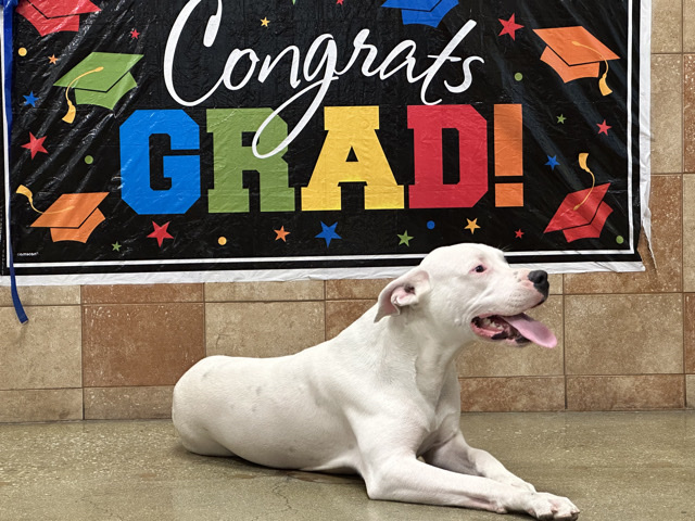 Dogo Argentino – Dogo Argentino Alpha – Loyal, Active Dog Needs a Home with Yard – Whittier