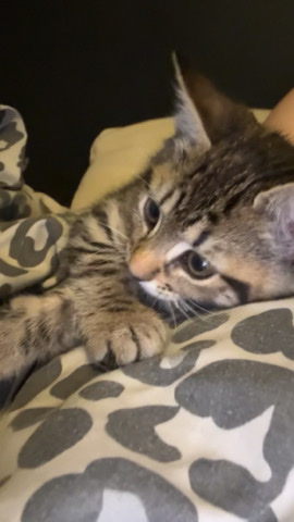 Russian White, Black and Tabby – 11 week old tabby kitten
