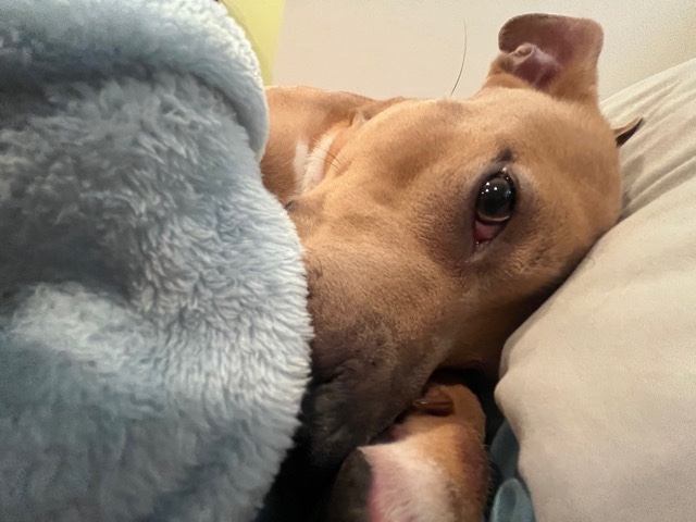 American Pit Bull Terrier – Ruby