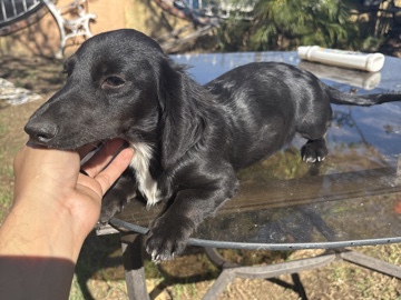 Dachshund – Playful Male Dachshund – El Monte