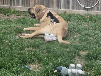 Tibetan Mastiff – Loving 3 Year Old Tibetan Mastiff Cross Looking for the Right Forever Home ❤️🐶 – Fort St. John