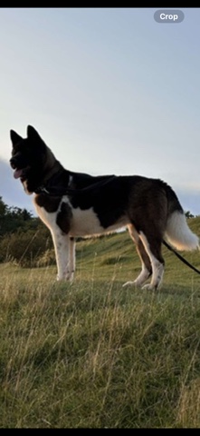 Akita – beautiful litter looking for homes
